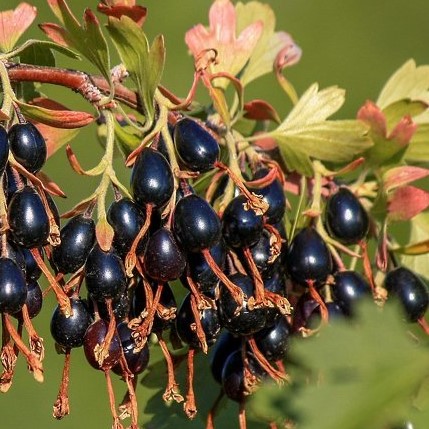 Смородина золотистая Левушка